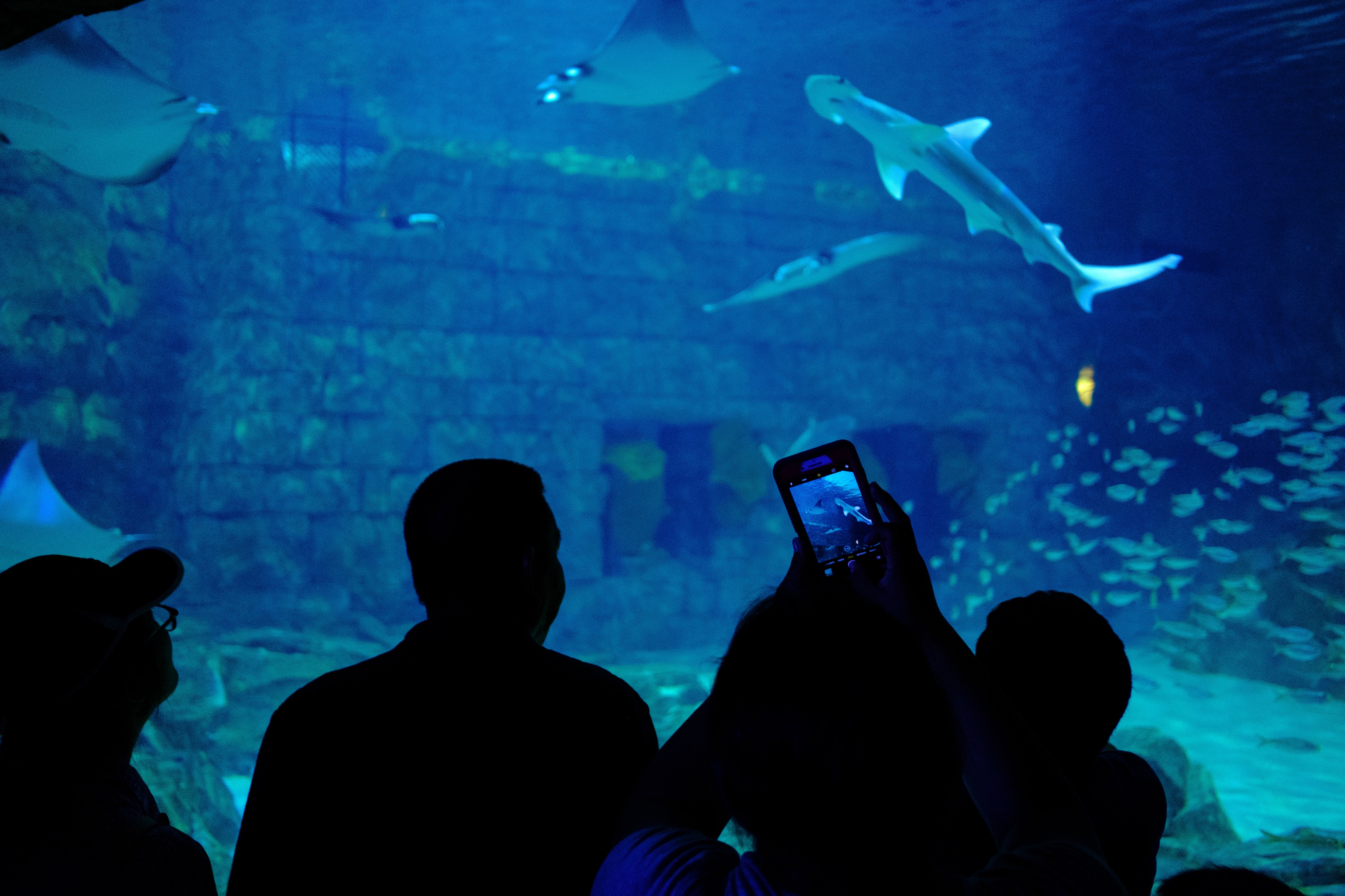 Best Things to do at Seaworld Orlando