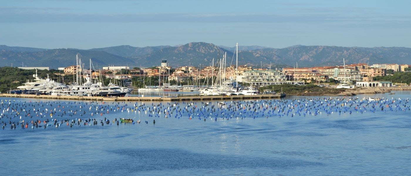 Olbia Macro 2