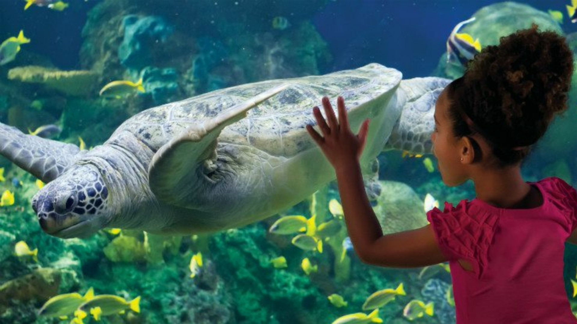 SeaWorld Orlando